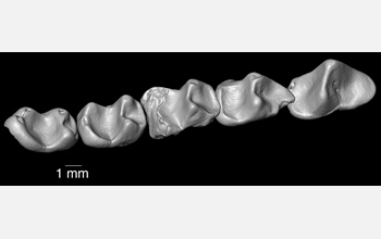 Composite lower dentition of the 37-million-year-old primate Nosmips from northern Egypt.
