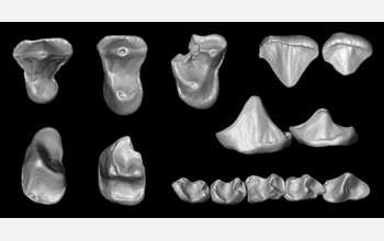 A 3D reconstruction of the upper and lower teeth of the African primate Nosmips.