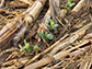 soybeans emerging through no-till corn residue