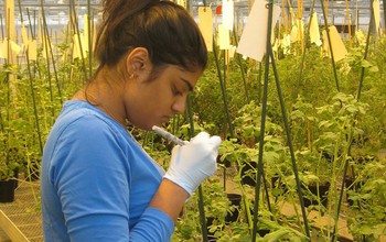 Sheena Shah, a researcher at Indiana University Bloomington, labels wild tomatoes in a greenhouse.