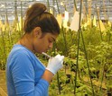Sheena Shah, a researcher at Indiana University Bloomington, labels wild tomatoes in a greenhouse.