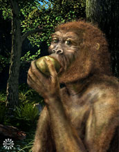 Illustration of Paranthropus boisei, also called Nutcracker Man, eating a fruit.