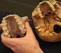 Photo of hands holding the skulls of Paranthropus boisei (left) and modern-day humans (right).