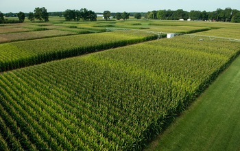 View of an NSF Kellogg Biological Station LTER experiment to test how crops respond to nitrogen.