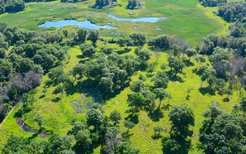 Through an NSF Dimensions of Biodiversity grant, scientists are studying a Minnesota oak savanna.