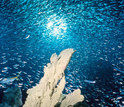 corals and fish swimming in the ocean