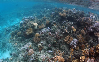 a coral reef that rings the island of Mo'orea.