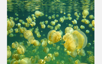 Photo of Jellyfish Lake in Palau, with golden jellyfish biomixing the waters.