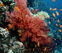 a coral reef and fish.