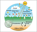Illustration showing chemical exchange between the atmosphere and ocean.