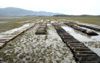 Research site in Netarts Bay, Oregon, at low tide with rows of bags containing seed oysters.