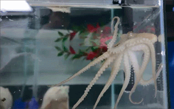 Octopus crawling up side of tank
