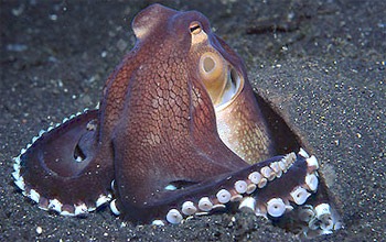 Octopus marginatus photo