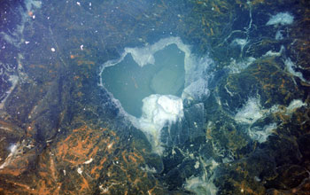 Photo of Axial Seamount subshowing showing vent surrounded with bacterial mats.