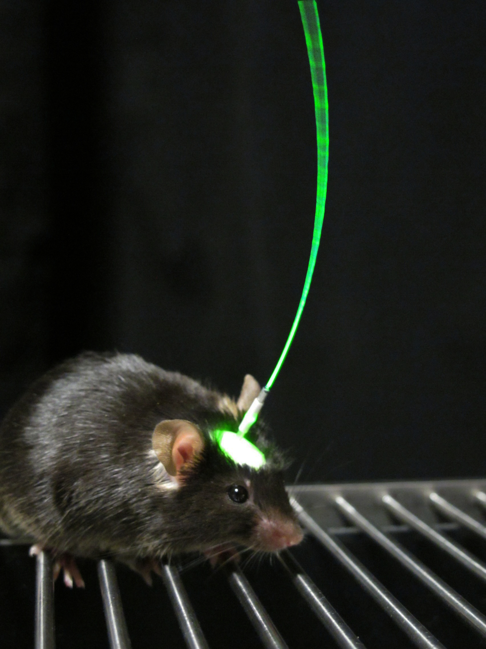 lab mice research