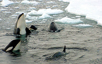 Killer whales in McMurdo Sound near the McMurdo Station