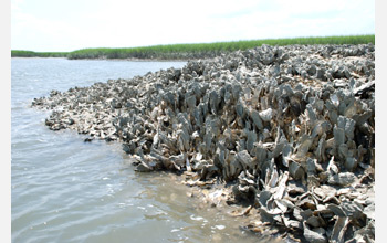 Photo of an oyster reef in the Baruch Marine Field Laboratory on the South Carolina coast.