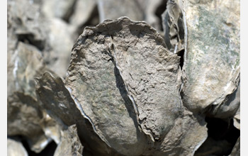Close-up photo of oysters bonded to each other.