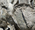 Close-up photo of oysters bonded to each other.