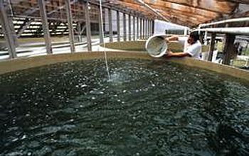 Photo of a man placing oyster larvae into a growing tank.