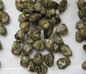 Photo of adult oysters soon to be separated for culturing for lab experiments.