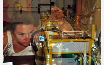 Photo of researchers tracking the effects of increased ocean acidity on juvenile oysters.