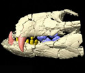 the Pakasuchus kapilimai skull and dentition.