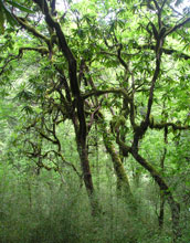 bamboo trees in western China.