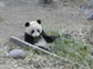 panda sitting in the grass