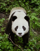 Photo of a giant panda