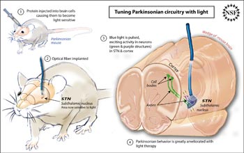 Illustration of optogenetic approach used to study Parkinson's treatment.