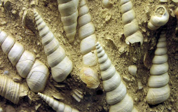 fossil snails known as turritellid gastropods.