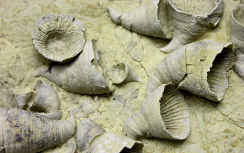 fossil horn corals.