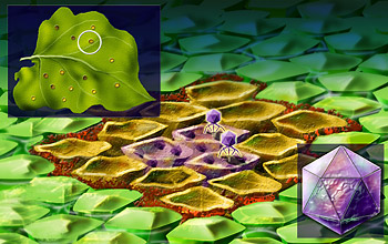 Depiction of virus invading plant cells