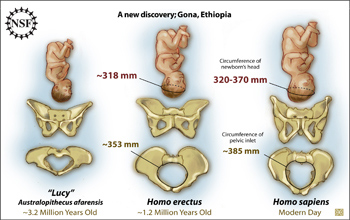 Illustration of the female pelvic bones and babies of "Lucy", Homo erectus and H. sapiens.