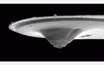 This scanning electron micrograph shows the new nanofountain probe dispensing tip.