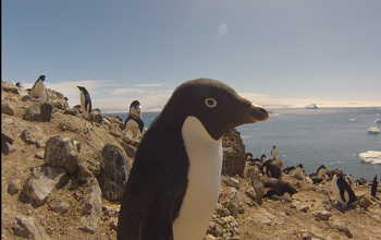 close up of penguin on island