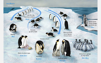 Yearly life cycle of the emperor penguin