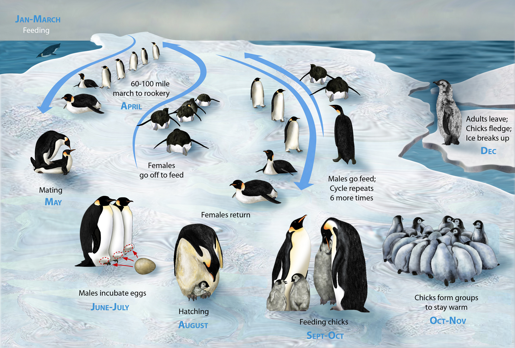penguins — Old Concepts Page —