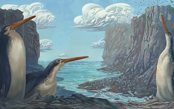 The Kawhia giant penguin Kairuku waewaeroa