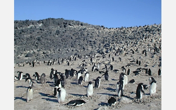 The Cape Royds Adelie penguins