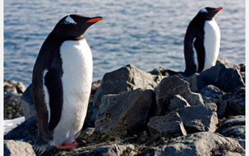 Photo of gentoo penguins at the north end of the Antarctic peninsula.