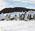 Microevolution of Adelie Penguins