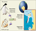 Penguin evolution and migration