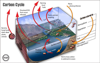 Illustration showing the carbon cycle