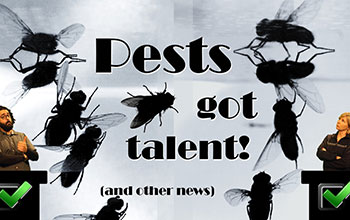 black bugs with text pests got talent!