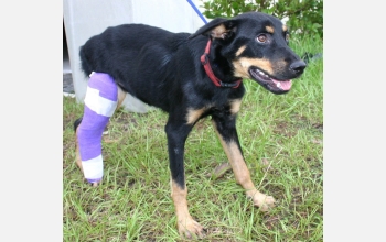 A lost dog with a broken leg received treatment at a temporary animal shelter.