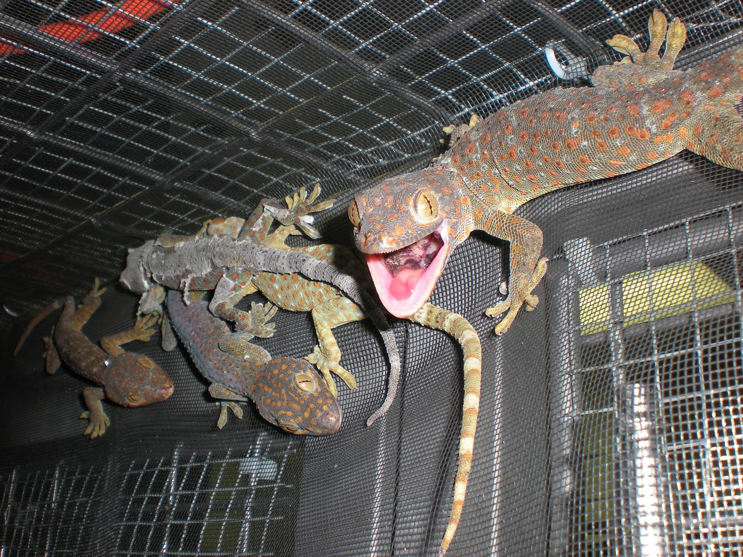 tokay gecko pet