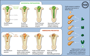 Illustration showing non-self pollen fertilizing a petunia; and conversely self-pollen perishing.