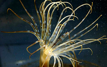 <em>Isarachnanthus nocturnus</em> tube anemone